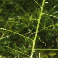 Asparagus gonoclados Baker